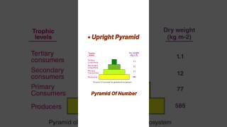 Pyramid of number | Upright Pyramid #neet #neet2025 #botany #biology #aiimsBotanyNeet