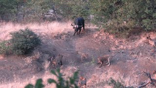 LIONS VS BUFFALO | Shingwedzi | KRUGER NATIONAL PARK