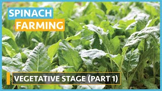 Spinach Farming (Lesson 9) - Vegetative Stage Part 1