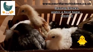 How to raise chicks under a heat lamp week 3