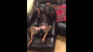 Rottweiler Kimbo struggling off the sofa