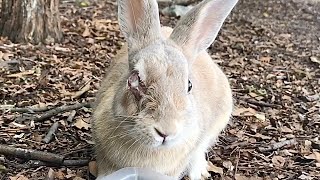 Rabbit with blindness in right eye