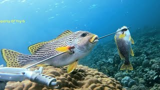 SEKALI PANAH 2 EKOR KENA-Spearfishing Bhetomba, Sweetlips, Trevally