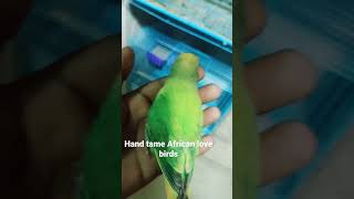 hand tame Love birds