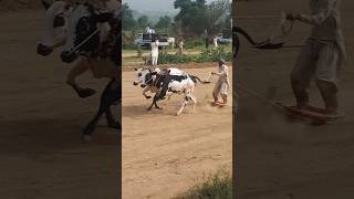 bull race