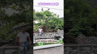 Lâu rôi ta mới an nhiên #yeucay #bonsaitree #shortvideo