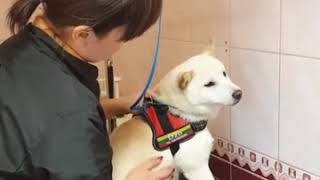 Groomer Calms Angry Dog