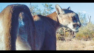 Drástico verano para vida silvestre de Arizona