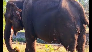 Best elephant sighting at Nandankanan zoo, Bhubneshwar