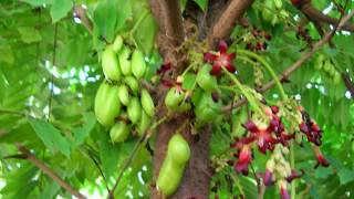 Biatini (Goan KonkaniFolk Song)     ~ Manuel Afonso & his folklorists