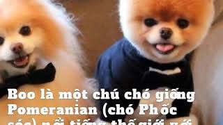 10 sự thật thú vị về loài chó