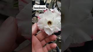 Inocência. vídeo do Luciano