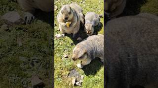 Chubby and Adorable Himalayan Marmots Eating Bread#cutemarmot #cuteanimals #cutenessoverload #cute