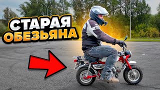 Honda Z50 Monkey: личинка мотоцикла #МОТОЗОНА №230