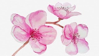 Watercolor Cherry Blossom Flowers - Easy Botanical Painting Tutorial