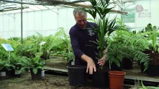 How to Repot an Indoor Plant