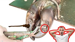 Cut ,Trim and Cleaning - Screw with Nails WAS STUCK IN cow's hoof TL14