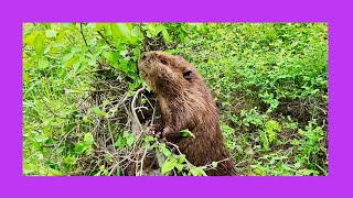 Beaver Climbs Up in a Tree