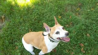 Ace, 11 Year Old Rat Terrier Mix, Anxiety, Aggression