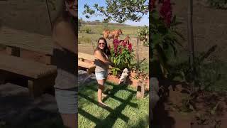 Minnie no sitio #sitio #ferias #brazil #dog #shorts #cachorro #vacation #felicidade #familia #viral