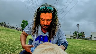 Ambient Sounds From a Labrador Retriever's Point of View (POV) | Off Leash Walking | ASMR? yes or no