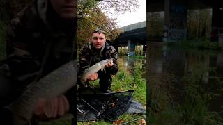 Pike fishing with lures #shorts #Pike #fishing