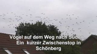 Vogelflug nach Süden