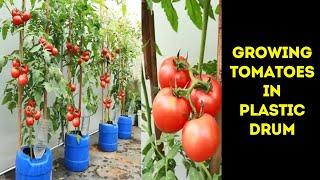 🍅 Growing Tomatoes in Plastic Drums