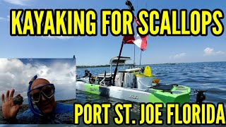 KAYAKING FOR SCALLOPS- PORT ST JOE FLORIDA