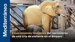 Emocionantes imágenes del nacimiento de una cría de elefante en el Bioparc