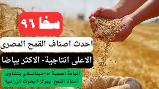 احدث اصناف القمح المصرى  الصنف سخا96 الاعلى انتاجية