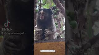 Sagui 🐒 #monkey #monkeylove #monkeys #monkeyvideo #natureza #macaco #macacos #sagui #macacosfofos