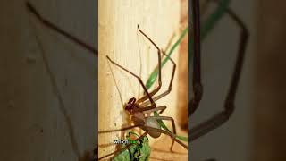 The Enigmatic Brown Recluse Spider: Unveiling Its Secrets