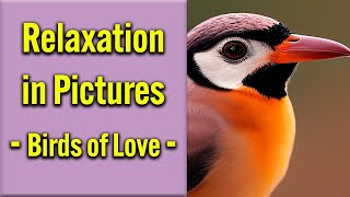 Relaxation Music in Pictures - Birds of Love || relaxing, sleep, peaceful, soothing, stress relief