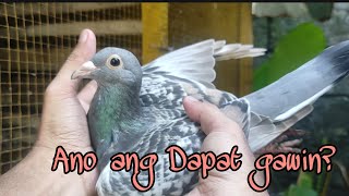 Mga dapat i-consider sa project breeding ng rare colored Pigeons