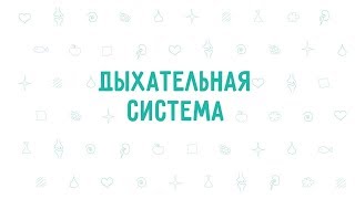 12. Дыхательная система . Окружающий мир - 3 класс