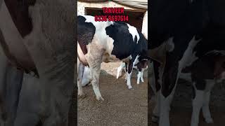 pure friesian cow with baby for sale||08-01-2024#shorts #viral #trending #cowforsale #friesian