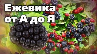 Выращивание ежевики в холодном климате. Опыт садовода