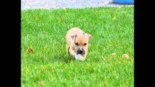 Amstaff bebe