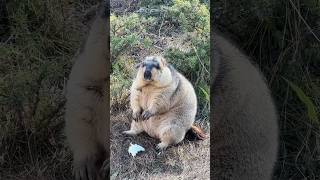 Chubby and Adorable Himalayan Marmot Sitting and Eating Cabbage #cutemarmot #marmot #animalshorts