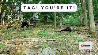 Turkey Foursome Play a Game of Tag | Trail Cam Video