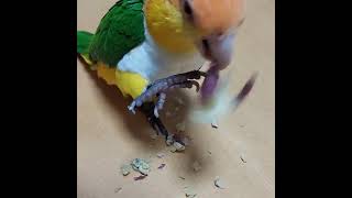 #parrots #shorts #viralvideos #funny #amazing #shorts #parrots #viralvideos (3)