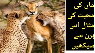 سال کی سب اہم تصویر ۔۔اک ماں کی محبت کی مثال