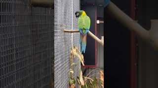 Raw and rengnick Parrots colony #rawparrots #rawparrots #ringneck #birds #parrots #animals