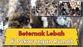 #Beternak Lebah Trigona di Pekarangan Rumah