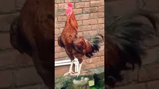 Rooster pray azan in the morning/ #chicken #aseel #aseelmurga #shorts