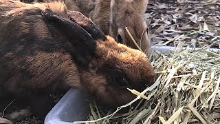 Bunny sticking her face in the feast