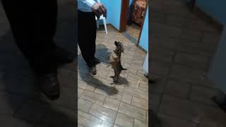 MINHA CACHORRA CHAQUIRA TAO FOFA