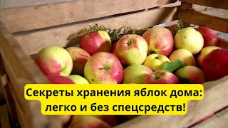 Как хранить яблоки свежими до весны: простой способ для квартиры