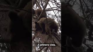 ¿Sabias que? SOBRE PEREZOSOS #perezoso #animales #curiosidades #shorts